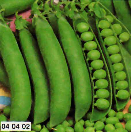 PISELLO PROGRESS 9 TARDIVO GR.500